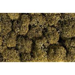 Lichen.