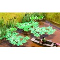 Water lilies. NOCH 14114