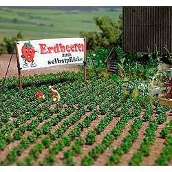 Strawberry plantas.