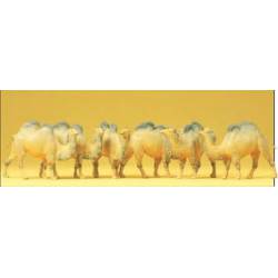 Camels.