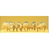 Camels. PREISER 20383
