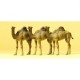 Camels. PREISER 20397
