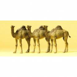 Camelos.