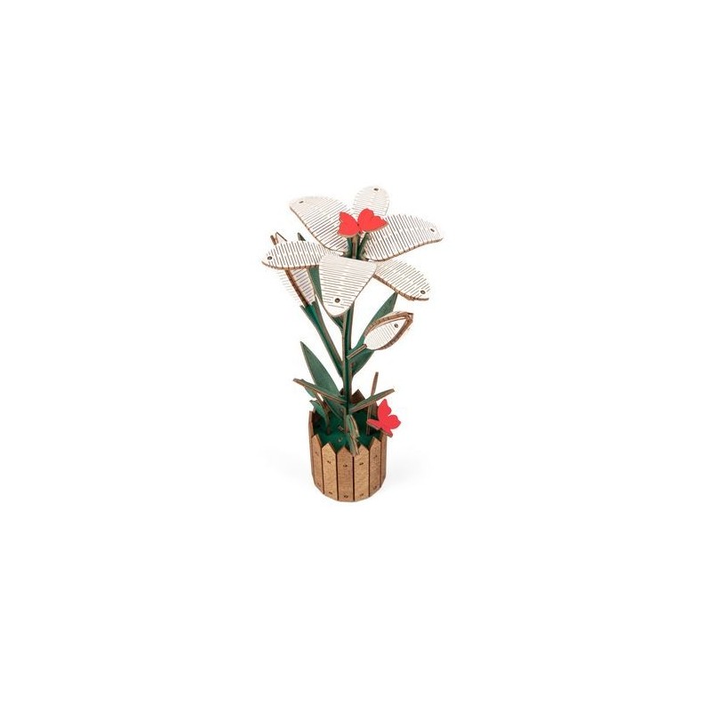 Flores: Lirio.
