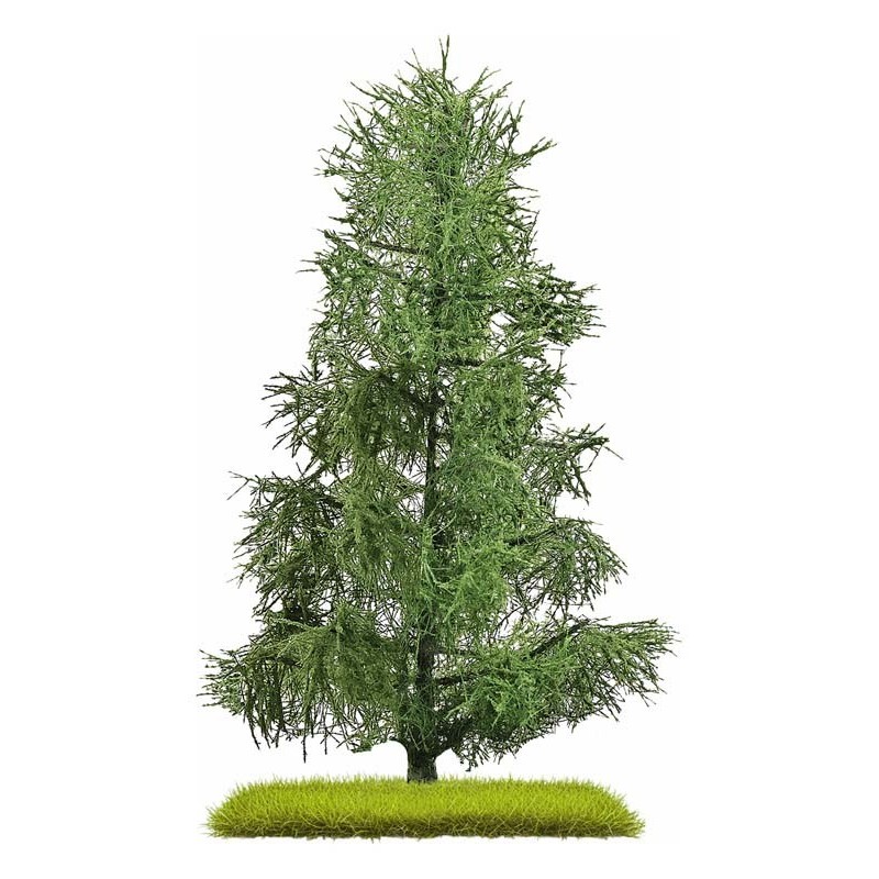 Abete, 140 mm.