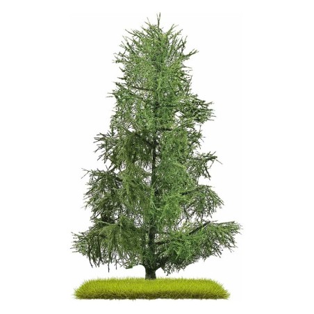 Spruce tree.