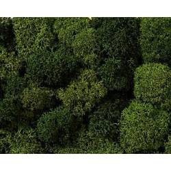 Muschio, verde.