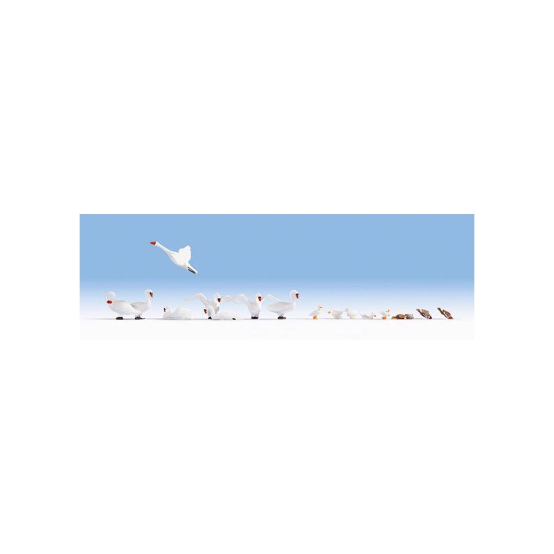 Cisnes y patos. NOCH 15774 Cisnes y patos. NOCH 15774