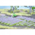 Hileras y mechones de lavanda. NOCH 07136