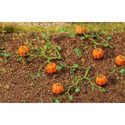 6 plantas de calabaza.