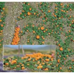 80 pumpkins.