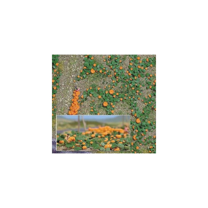 80 pumpkins. BUSCH 1201