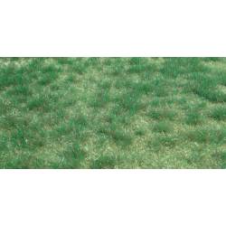 Wildgrass.