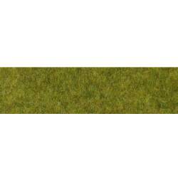 Wild grass.