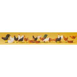 Gallos y gallinas.