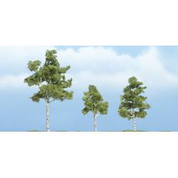 Birches.