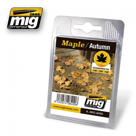 Maple, autumn. AMIG 8400