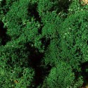 Icelandic moss, green. HEKI 3211