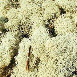 Icelandic moss, gray.