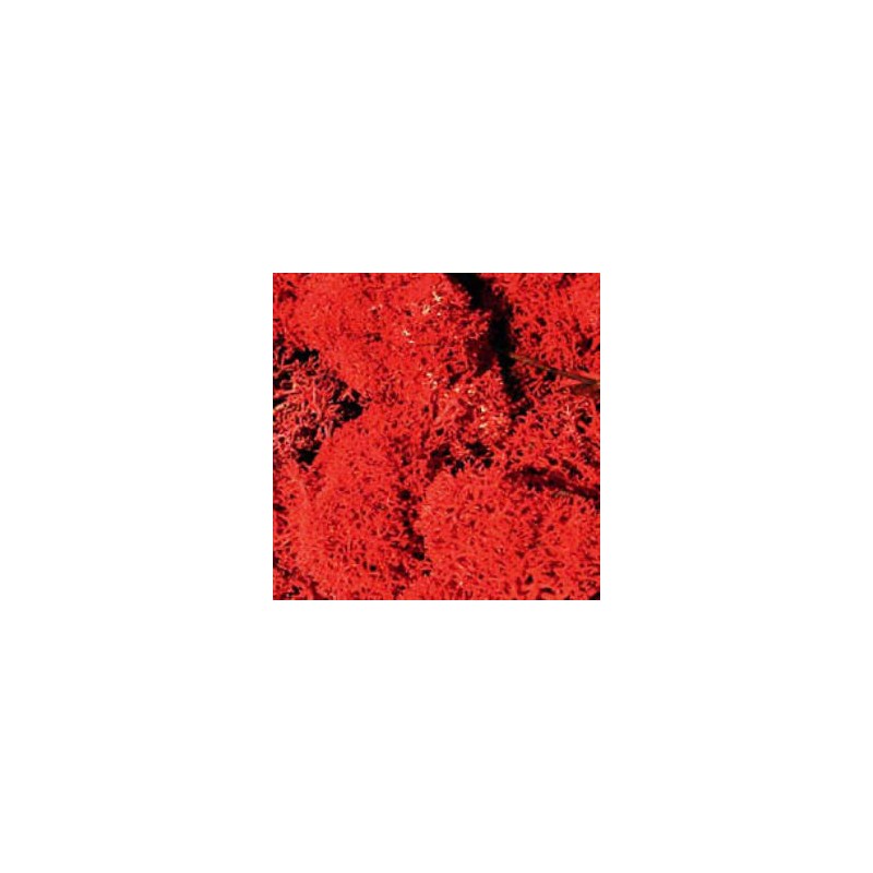 Musgo de islandia, rojo. HEKI 3213