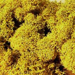 Muschio islandese, giallo.