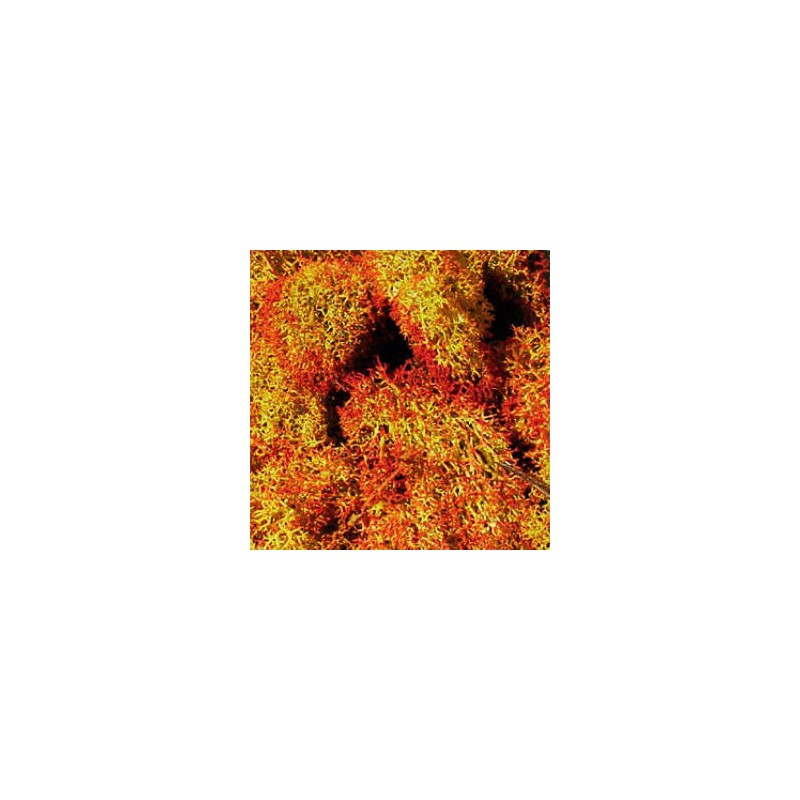 Musgo de islandia, naranja. HEKI 3216