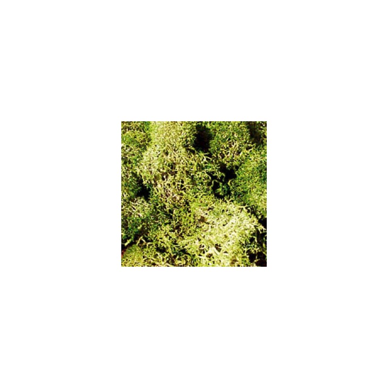 Musgo de islandia, verde-gris. HEKI 3217