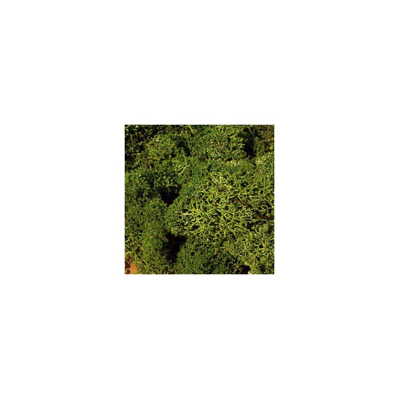 Musgo de islandia, verde medio. HEKI 3218