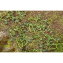Melones. FALLER 181266
