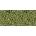 Wild grass. HEKI 1574