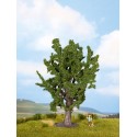 Oak. NOCH 25860 Oak. NOCH 25860