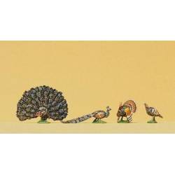 Turkey, peacock.