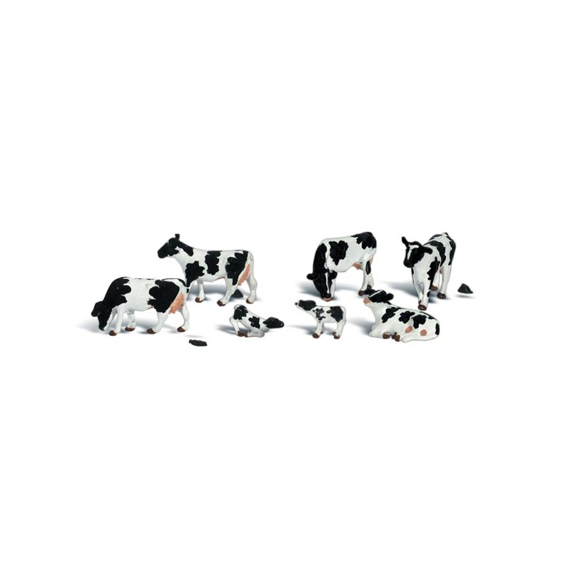 Holstein cows.