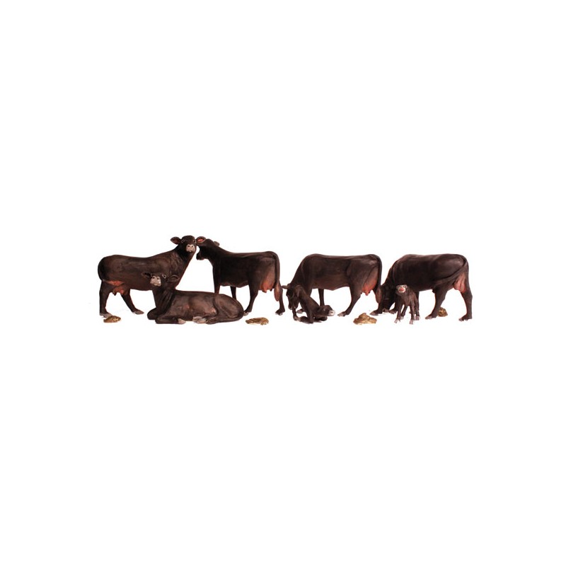 Black Angus Cows.