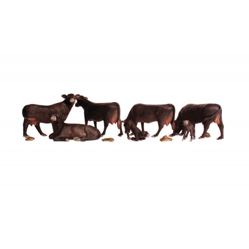 Black Angus cows.