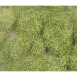 Grass flock, Early fall.