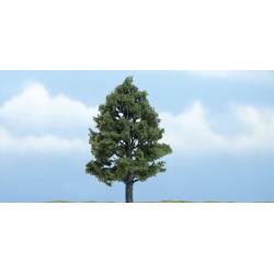 Liquidambar.