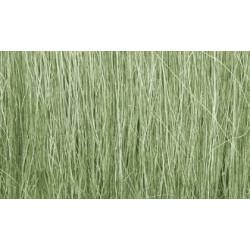 Field grass.