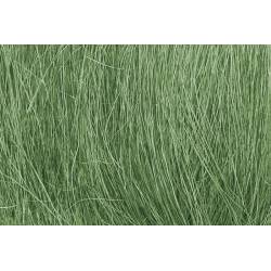 Field grass.