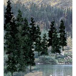 Conifer pine trees.
