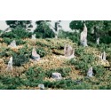 Árboles muertos (tocones).