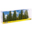 Fir trees.