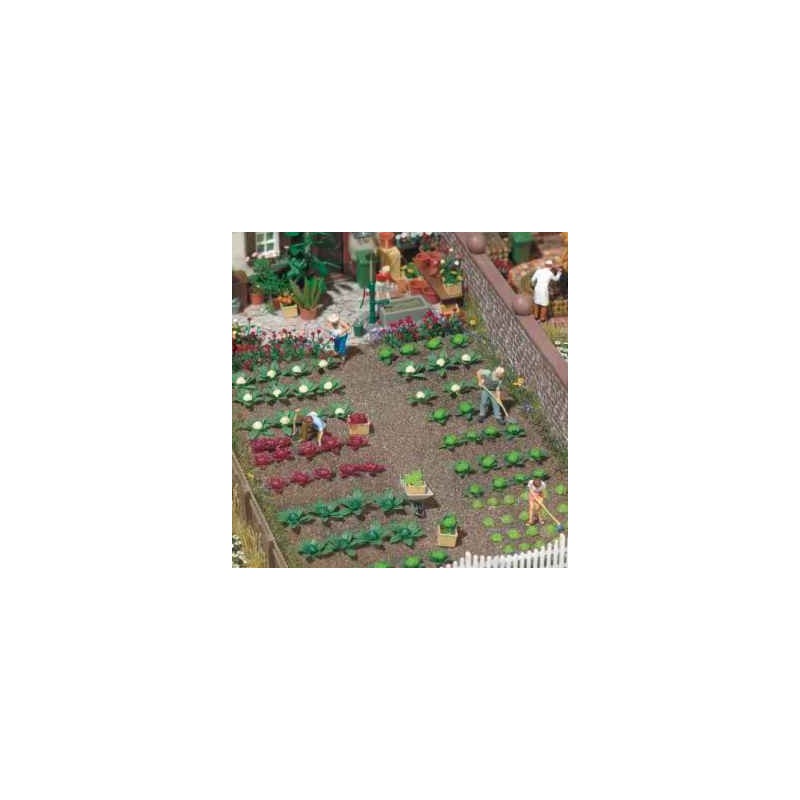 Plantas de huerta: repollos y lechugas. BUSCH 1213