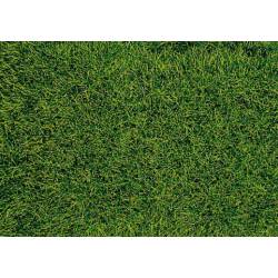 Wild grass.