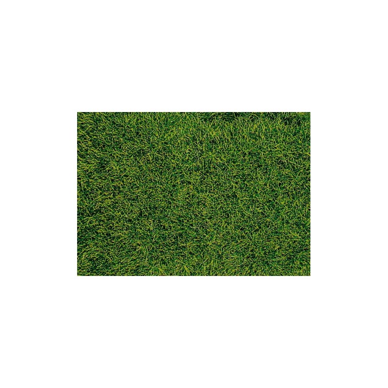 Wild grass. HEKI 1573