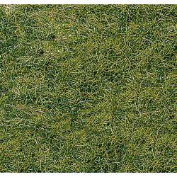 Wild grass.