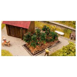 Plants de tomates.