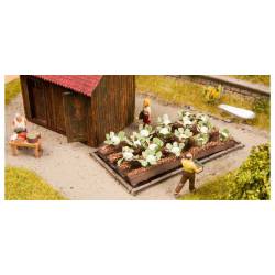 Plantes de chou-fleur.