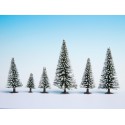 10 snow fir trees. NOCH 26428