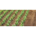 Sugar beet plants.